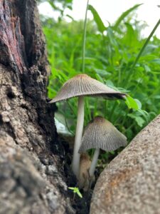 Small woodland mushrooms